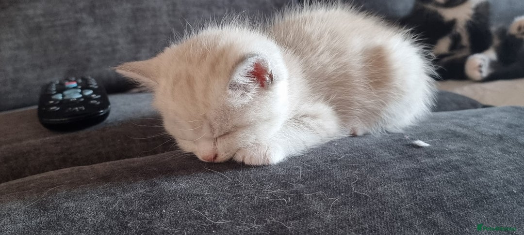 Persian cats for sale: Five loveable Persian kittens  - Image 21