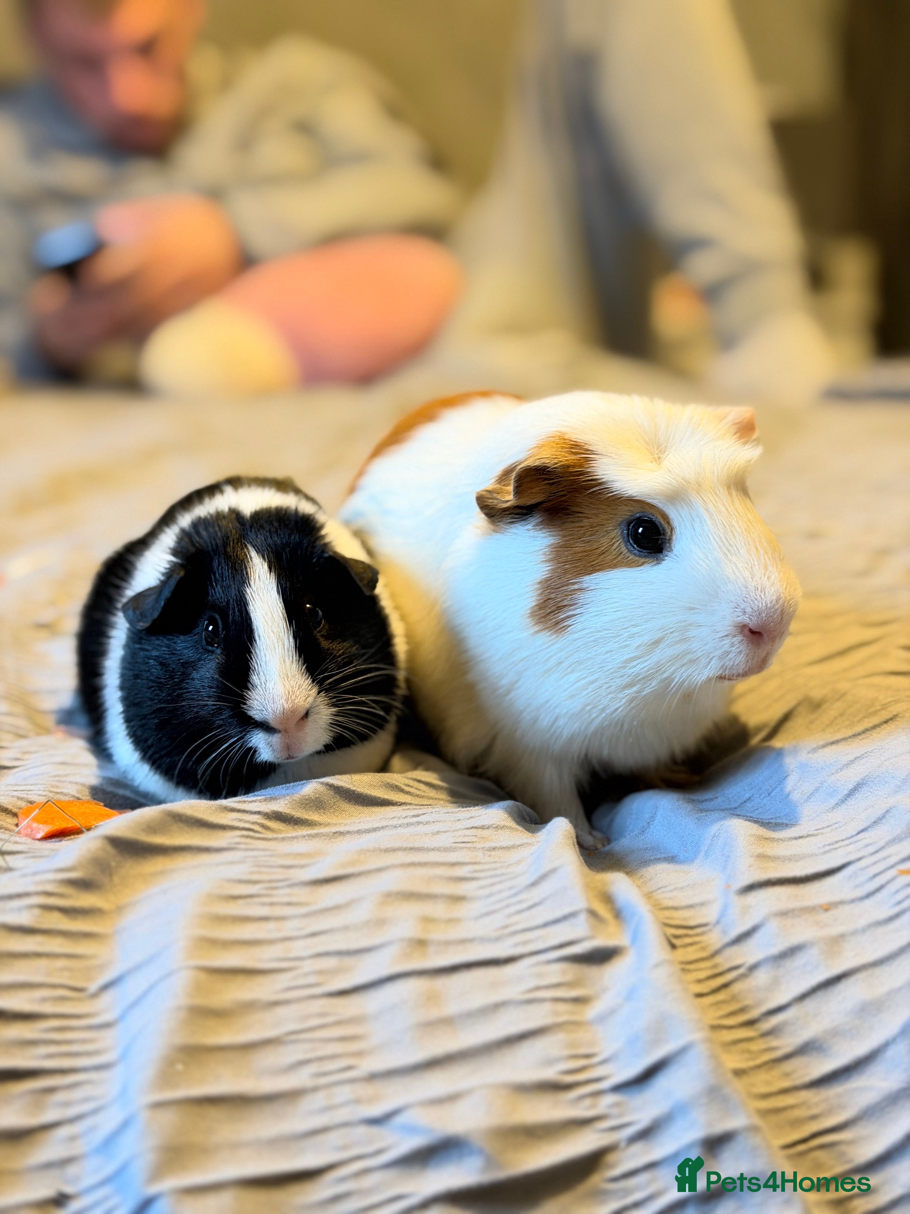 Guinea Pig rodents 2 male guinea pigs  - Advert 1