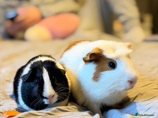 Guinea Pig rodents 2 male guinea pigs - Advert 1