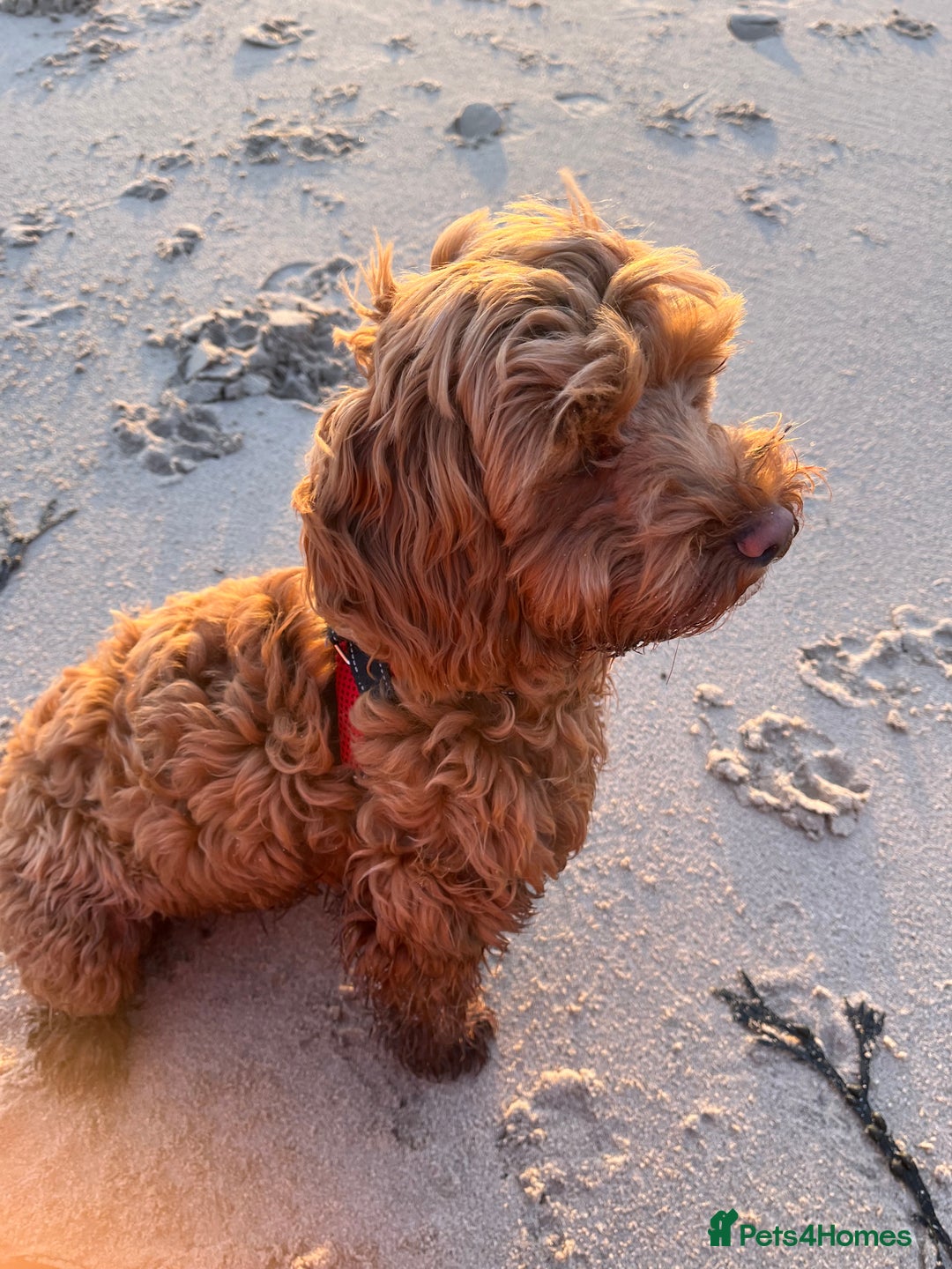 Mixed Breed dogs for sale: Cavapoo - Advert 2