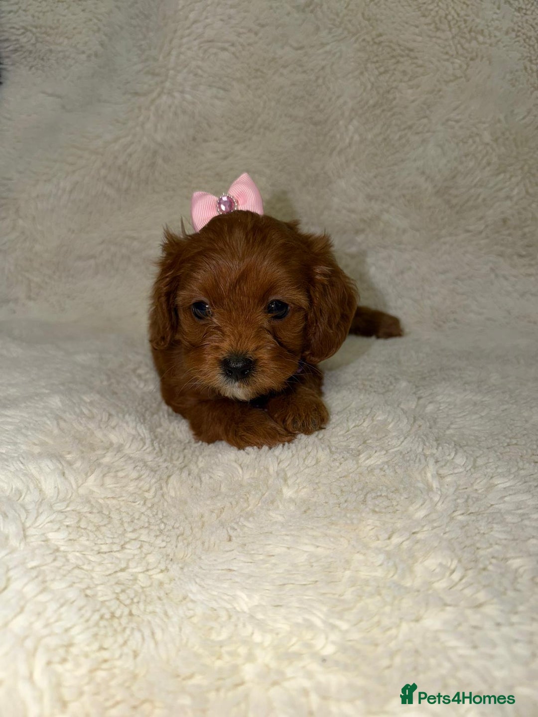 Cavapoo dogs for sale: ❤️Health-Tested Cavapoo Puppies 🐶 - Advert 3