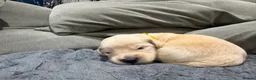 Double Doodle dogs for sale: Double Doodle puppies due August 2026 - Advert 8