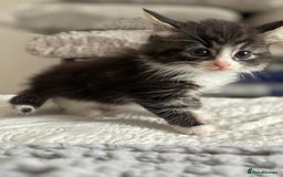 American Shorthair cats for sale: 🌟Adorable kittens now ready 4 forever home🌟 - Image 21