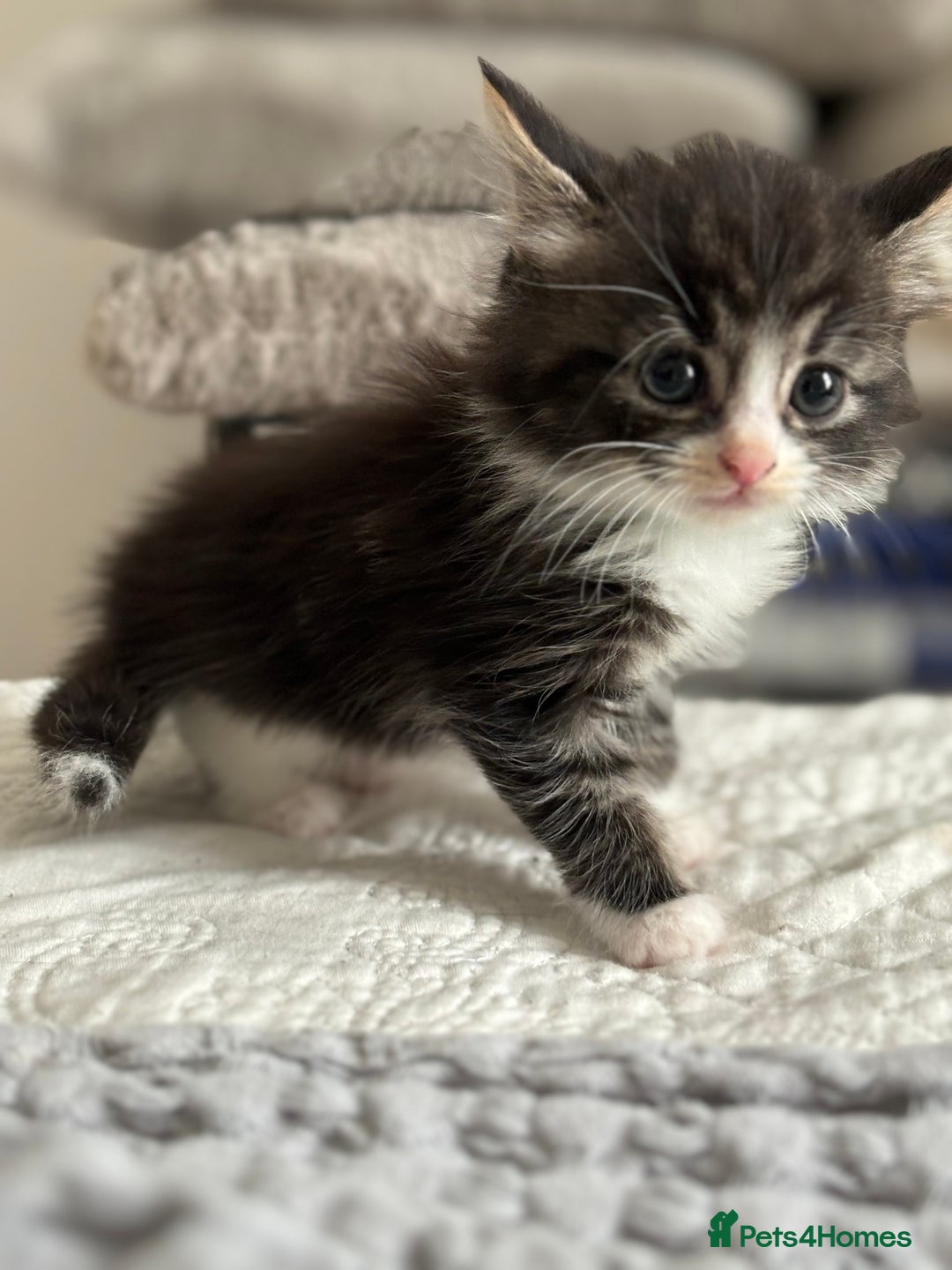 American Shorthair cats for sale: 🌟Adorable kittens now ready 4 forever home🌟 - Image 21