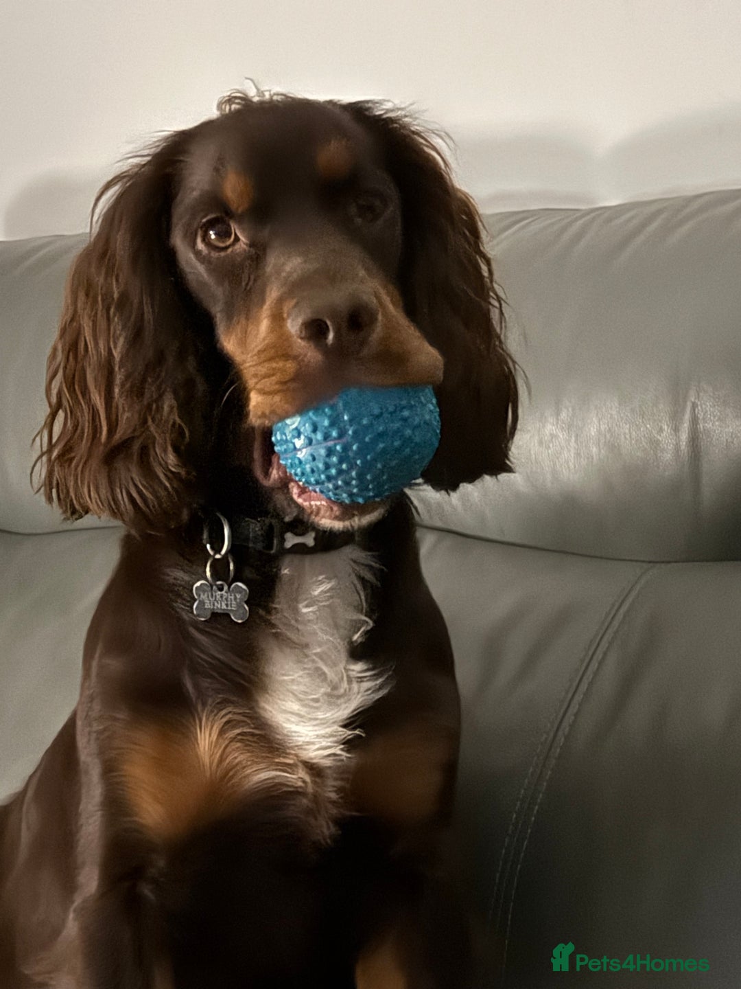 Cocker Spaniel dogs for sale: Beautiful Male Working Cocker Spaniel - Advert 2