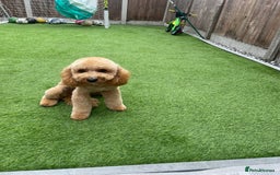 Cavapoo dogs for sale: Cavapoo F1b fully health tested  - Image 8