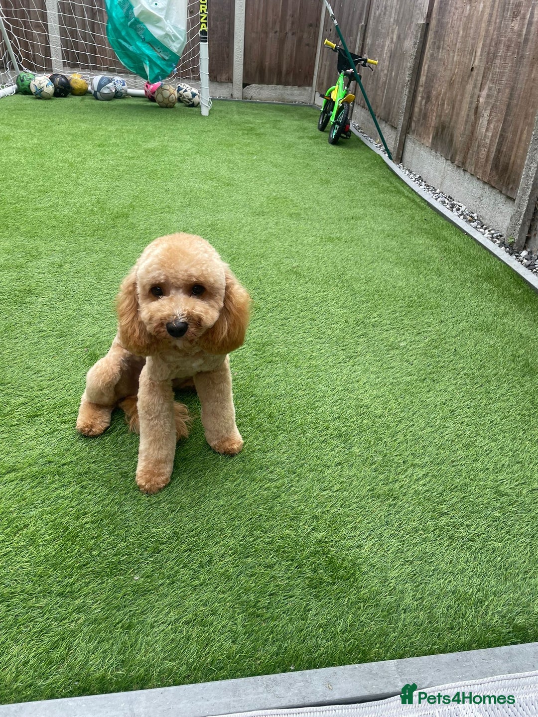 Cavapoo dogs for sale: Cavapoo F1b fully health tested  - Image 8