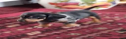 Dachshund dogs for sale: Dacshund  - Advert 13