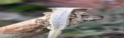 Gecko reptiles for sale: Crested geckos  - Advert 22