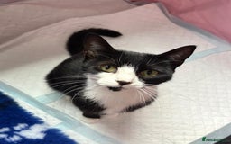 British Shorthair cats for sale: Gorgeous Girl 2 years old!!  - Image 1