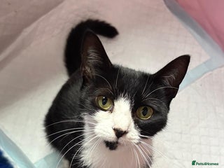 British Shorthair cats - Advert 1