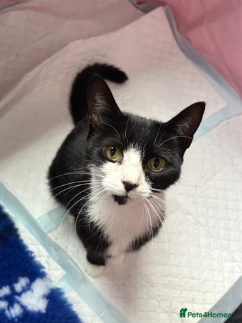 British Shorthair cats - Advert 1