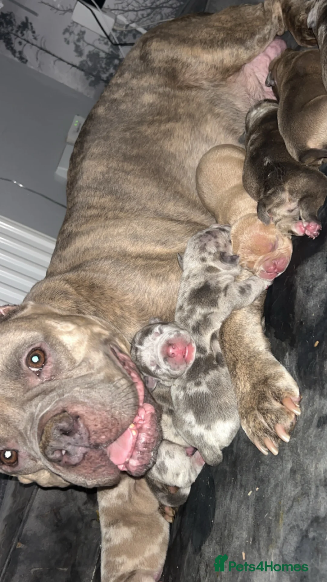 American Bully dogs for sale: ABKC reg bullies for sale  - Advert 1