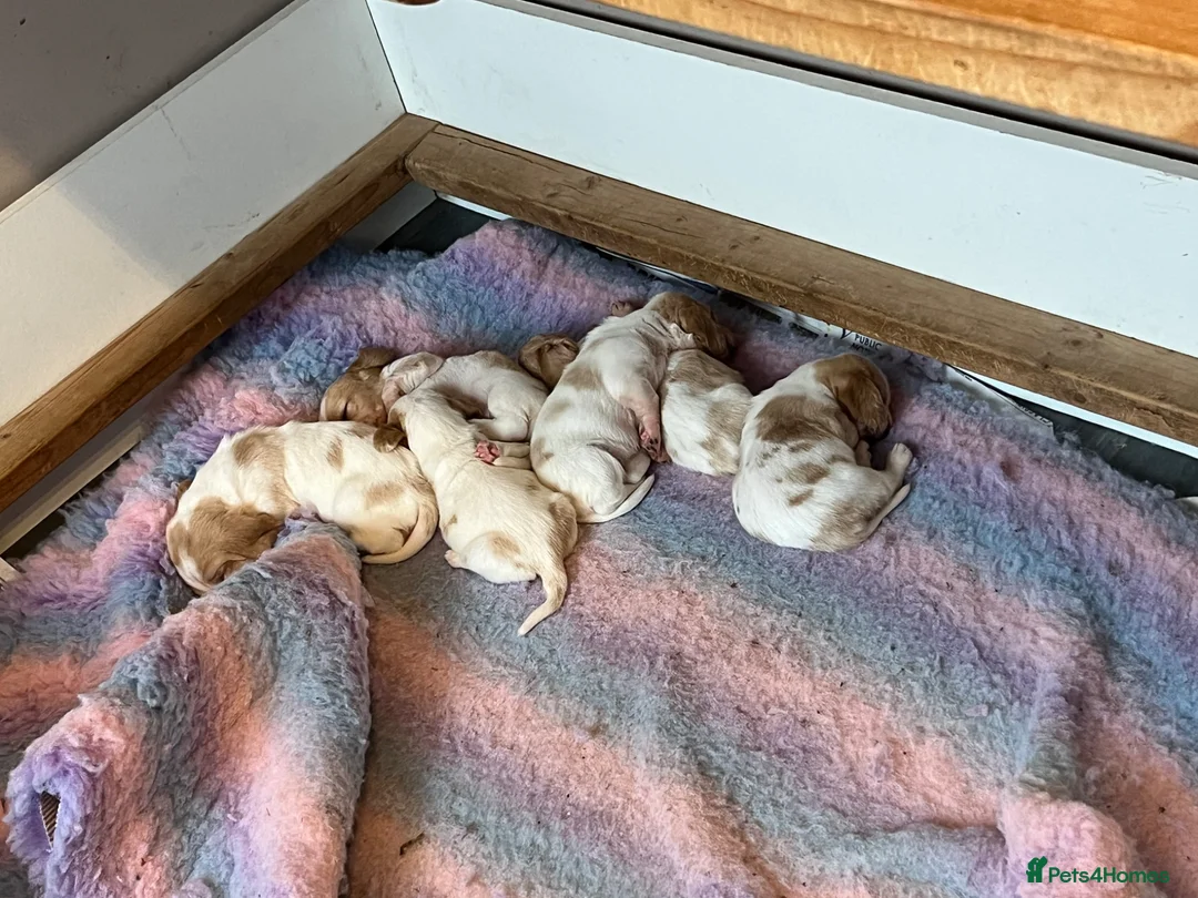 Basset Hound dogs for sale: Beautiful Basset babies now born  - Advert 2