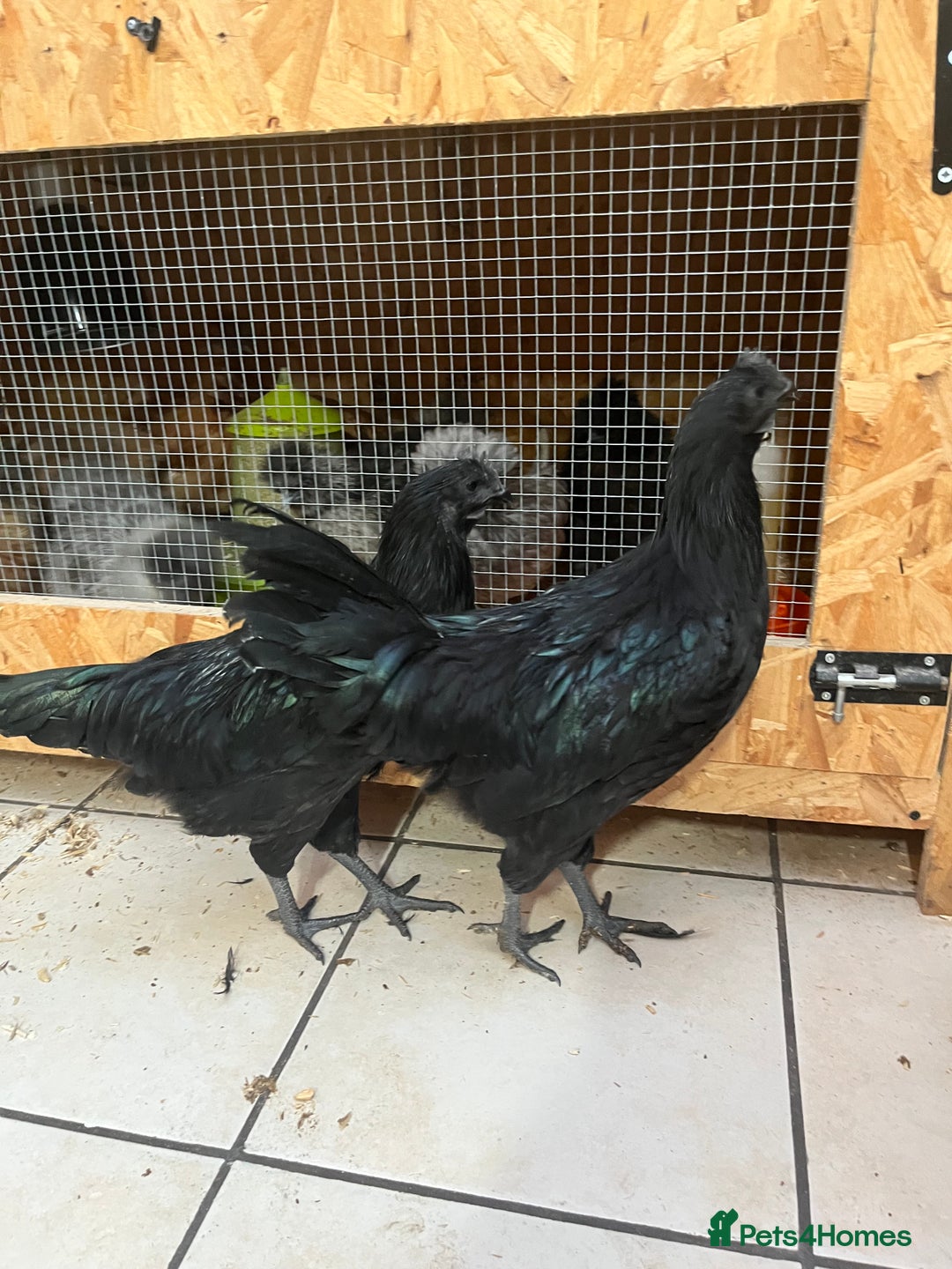 Mixed Breed poultry for sale: Indian runner ducklings and Silkies  - Advert 18