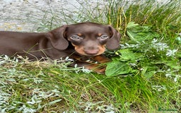 Dachshund dogs for sale: Stunning Miniature Dachshounds  - Image 12