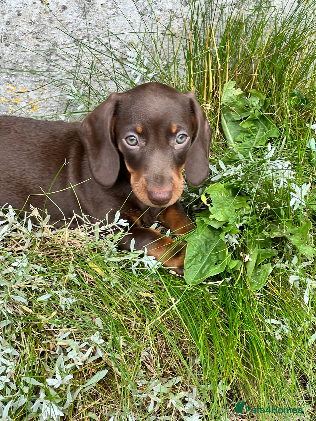 Dachshund dogs for sale: Stunning Miniature Dachshounds  - Image 12