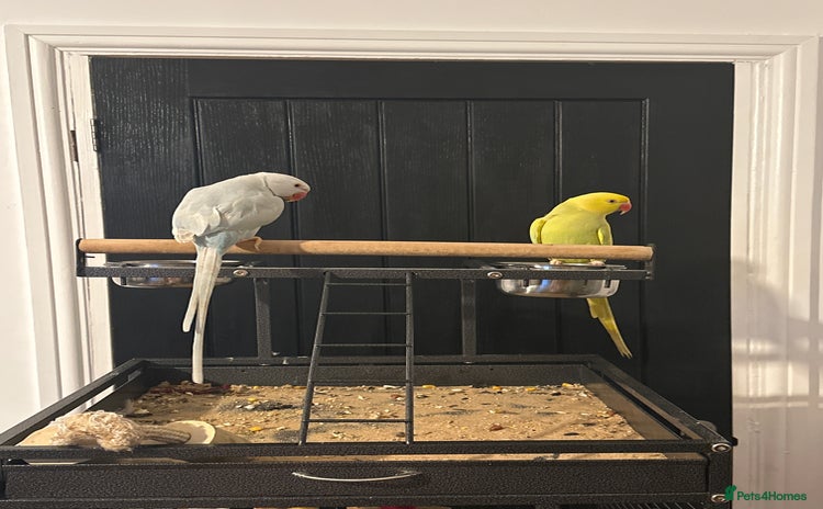 Ringnecks birds - Advert 1