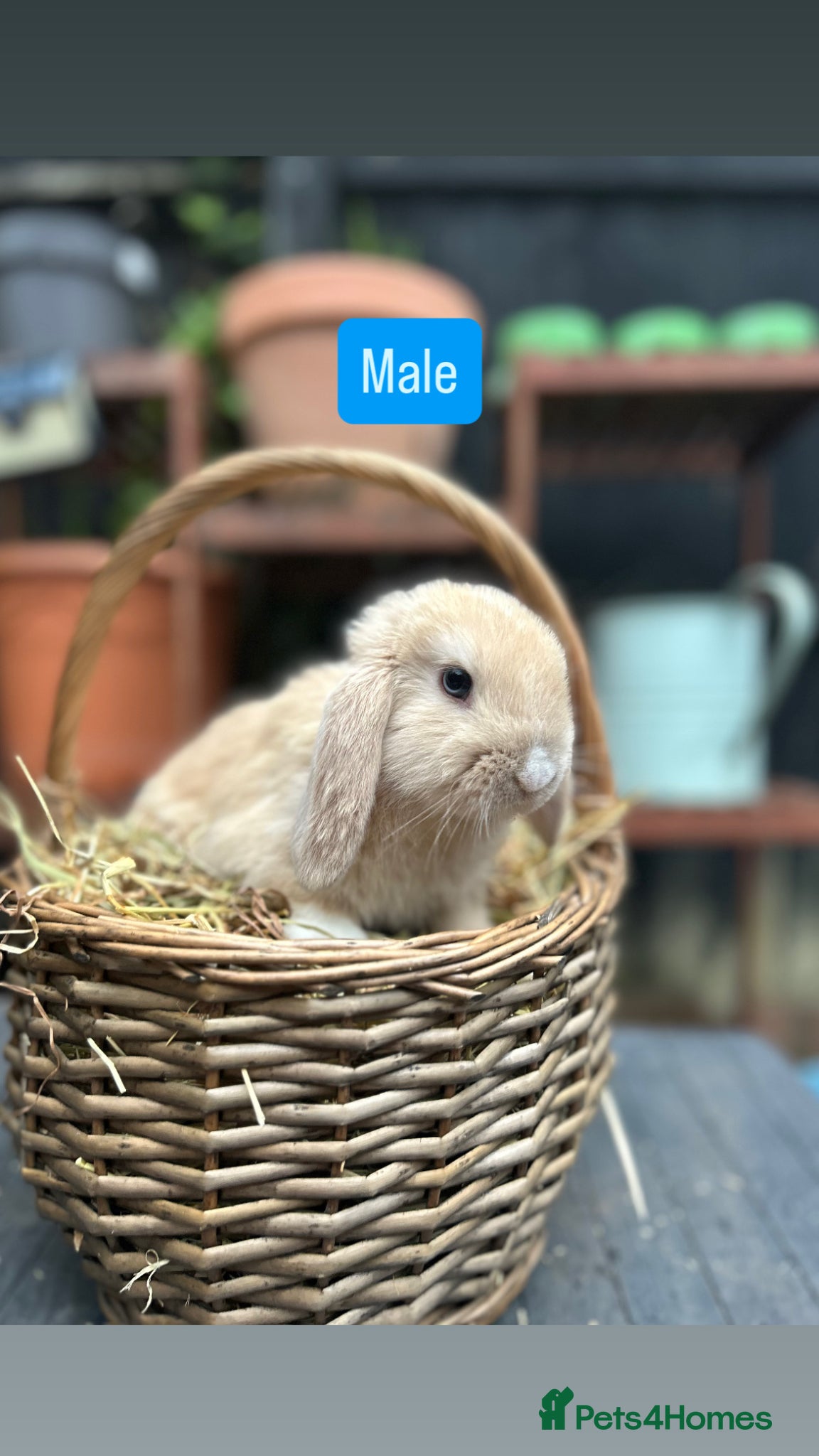 Mini Lop rabbits Mini Lop Baby Rabbits (Ready To Leave Now) - Advert 6