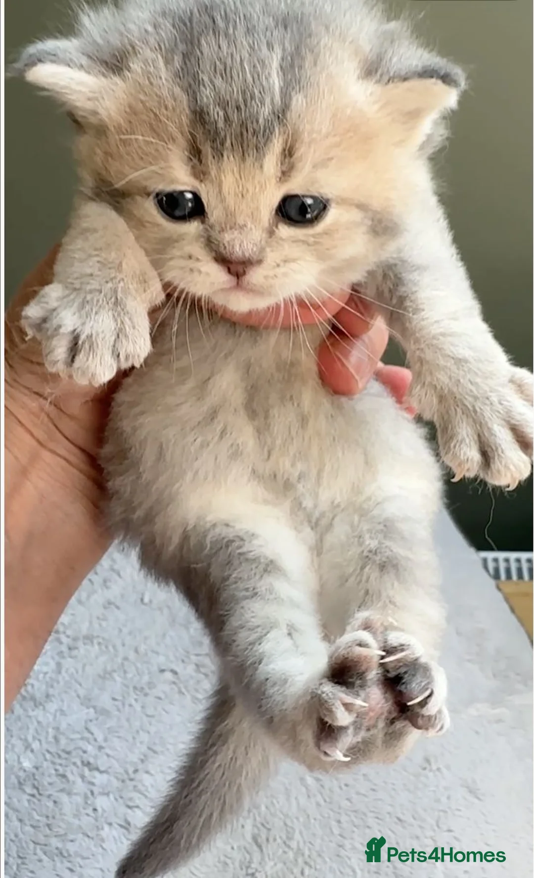 British Shorthair cats for sale: Fawn, blue & chocolate golden BSH Great structure! - Advert 2