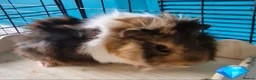 Guinea Pig rodents for sale: Beautiful funky guinea pigs - Advert 26