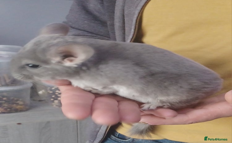 Chinchilla rodents - Advert 5