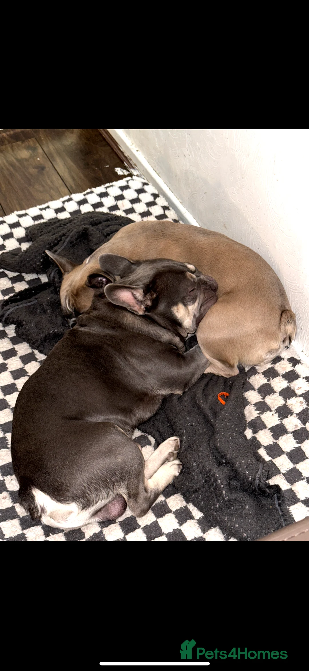 French Bulldog dogs for sale: Male and female siblings - Advert 5