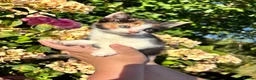 Mixed Breed cats for sale: 6 beautiful kittens for sale  - Advert 5