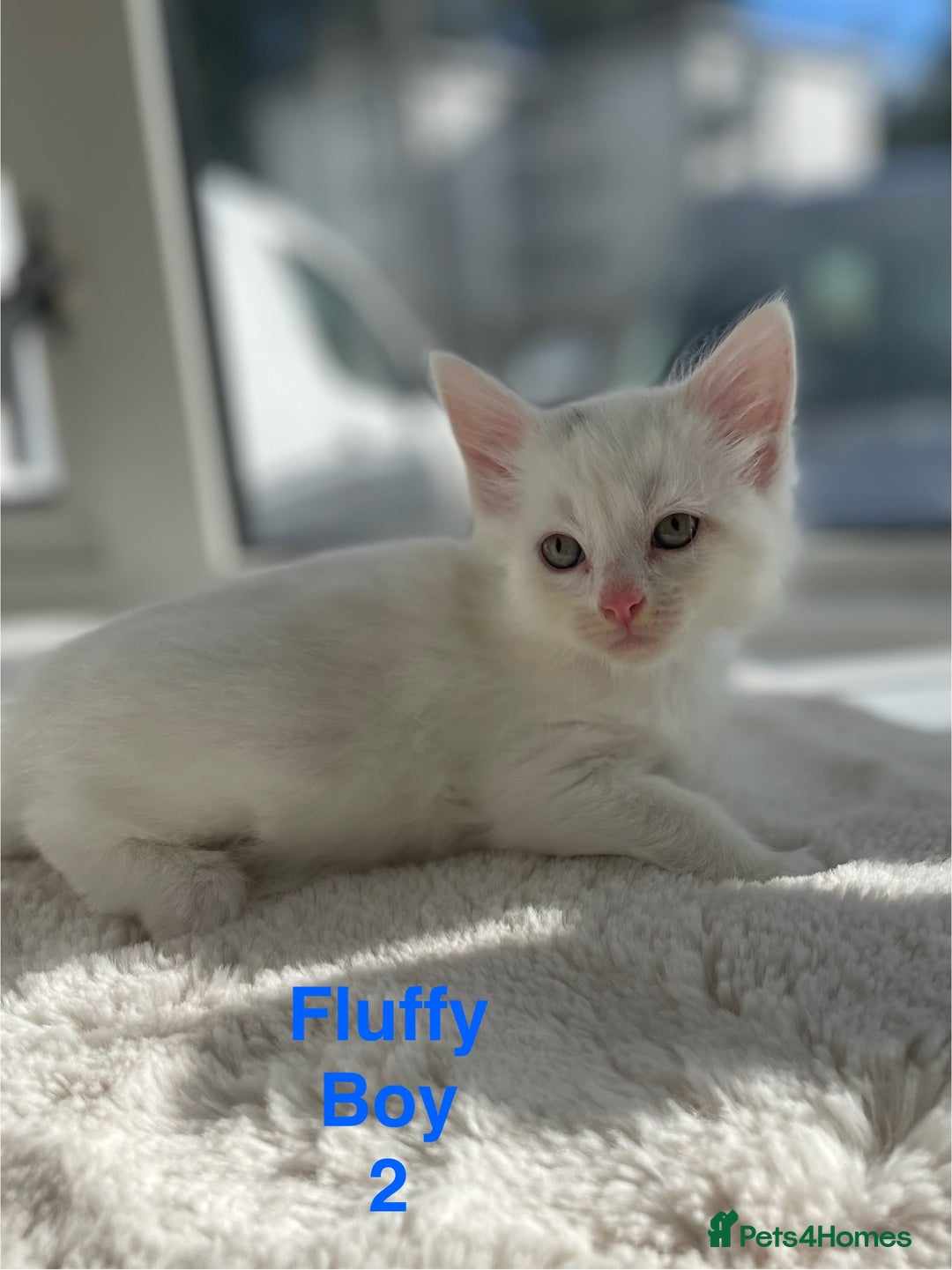 Mixed Breed cats for sale: White kittens looking for a forever loving family  - Image 3