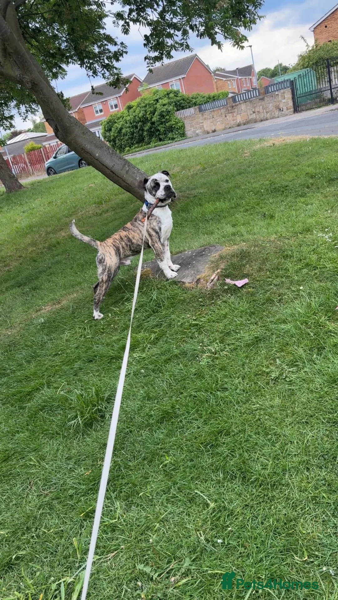 Mixed Breed dogs for sale: Male American bull cross - Advert 2