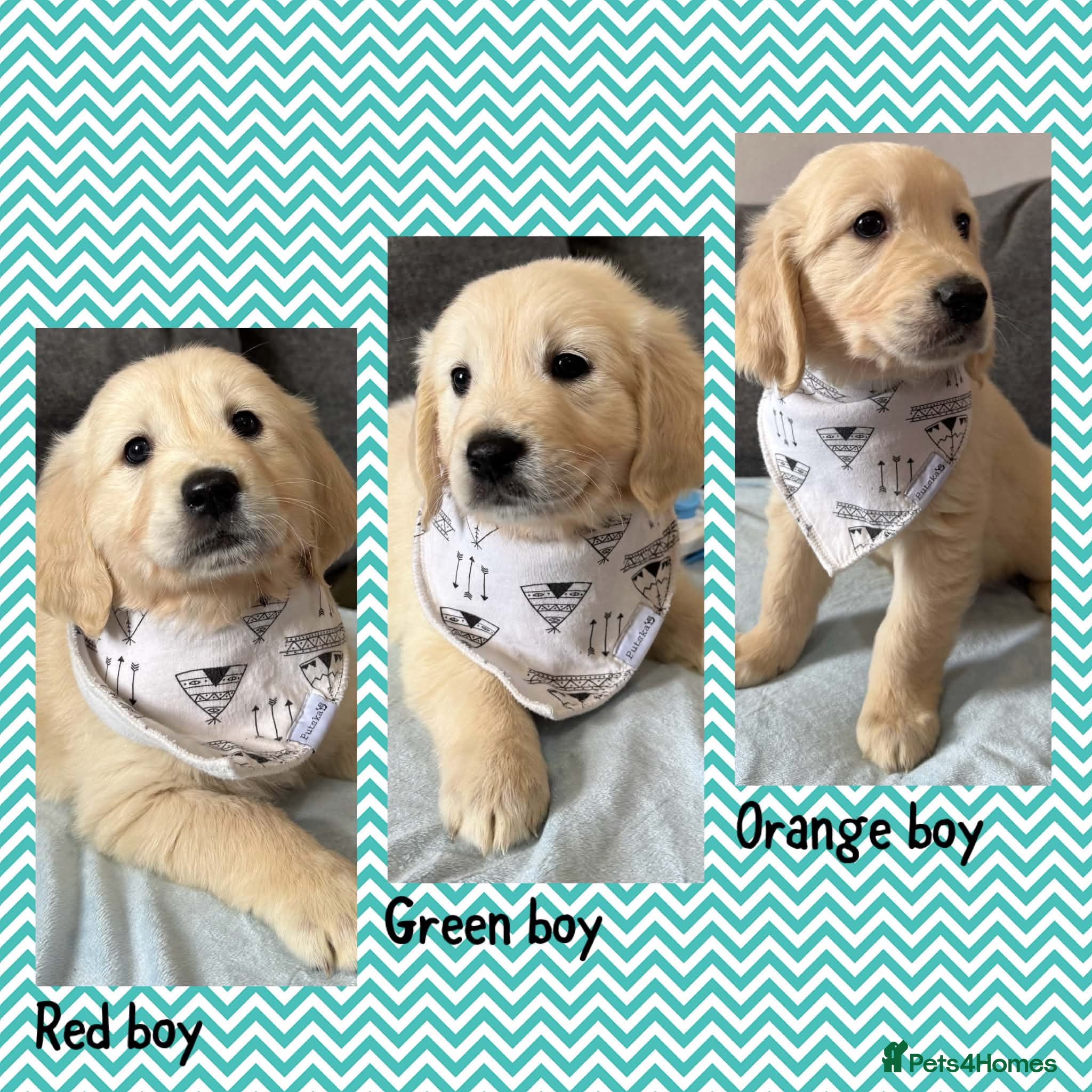 Golden Retriever dogs Beautiful Golden retriever Pups Showline KC Reg - Advert 1