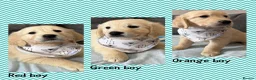 Golden Retriever dogs for sale: Beautiful Golden retriever Pups Showline KC Reg - Advert 1