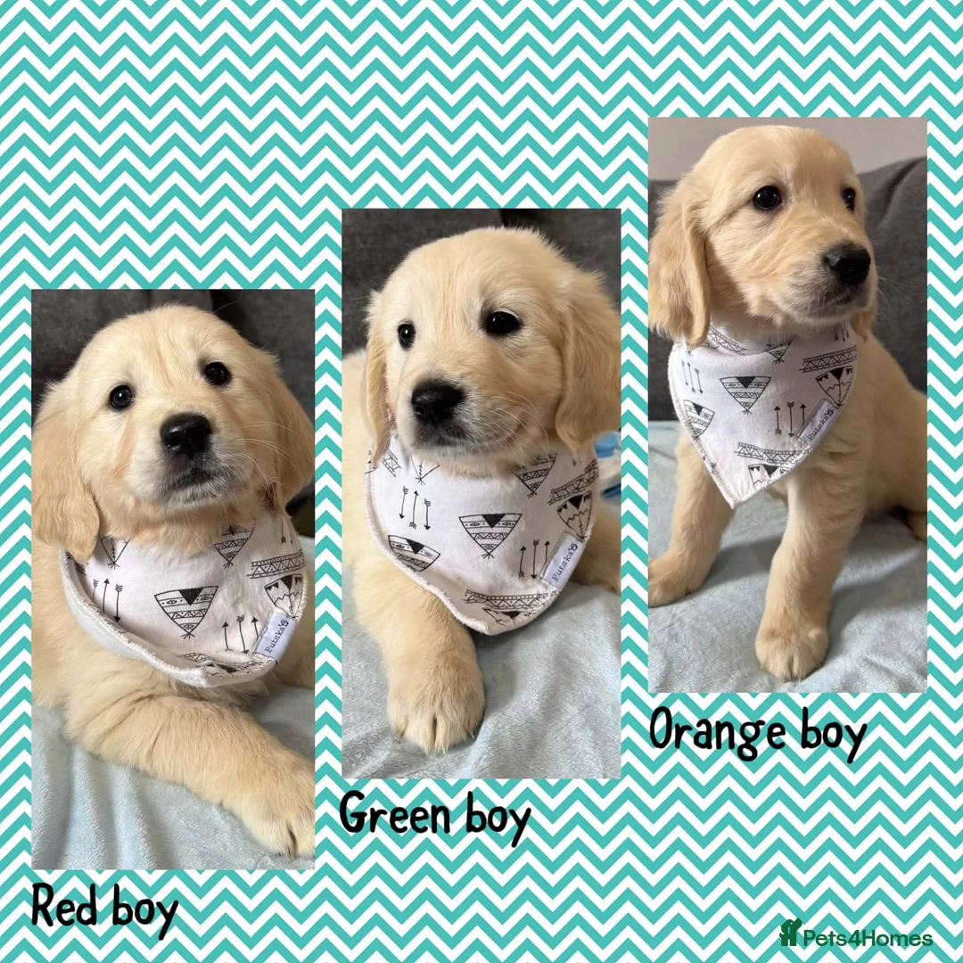 Golden Retriever dogs for sale: Beautiful Golden retriever Pups Showline KC Reg - Advert 1
