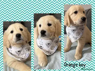 Golden Retriever dogs Beautiful Golden retriever Pups Showline KC Reg - Advert 1
