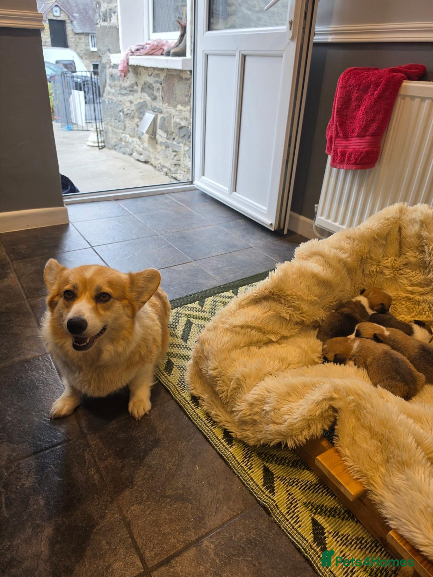 Welsh Corgi Pembroke dogs 9 ADORABLE CORGIS🐾💖💙DNA HEALTH TESTED PARENTS🧬 - Advert 2