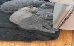 British Shorthair cats for sale: 🌟 Adorable British Shorthair Kittens – Ready! 🌟 - Image 18