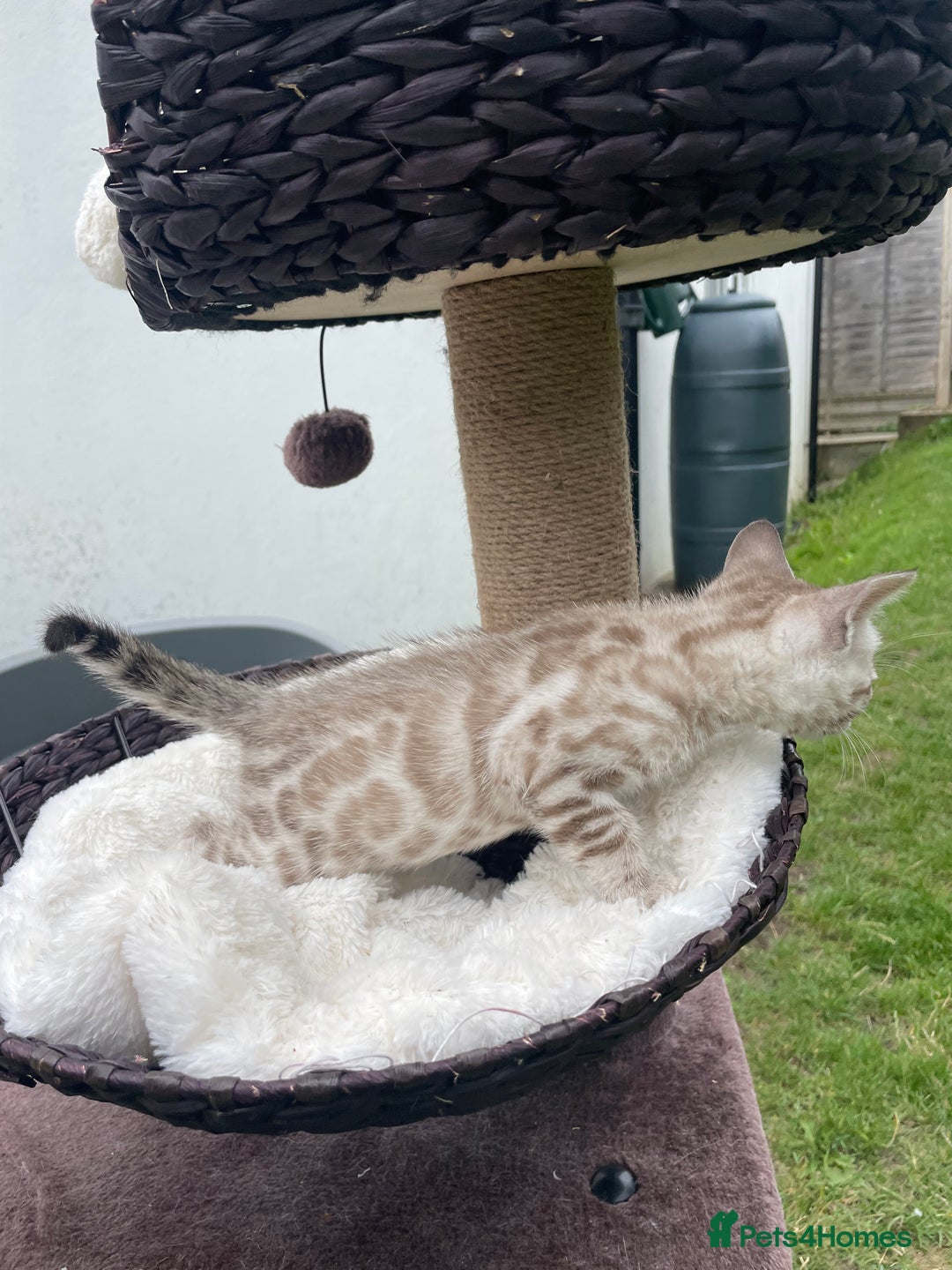 Bengal cats for sale: 3 Pure Bengals left  - Image 7