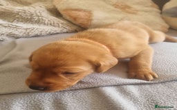 Labrador Retriever dogs for sale: ONLY 1 BOY LEFT Fox Red Labrador Retriever Puppies - Image 9