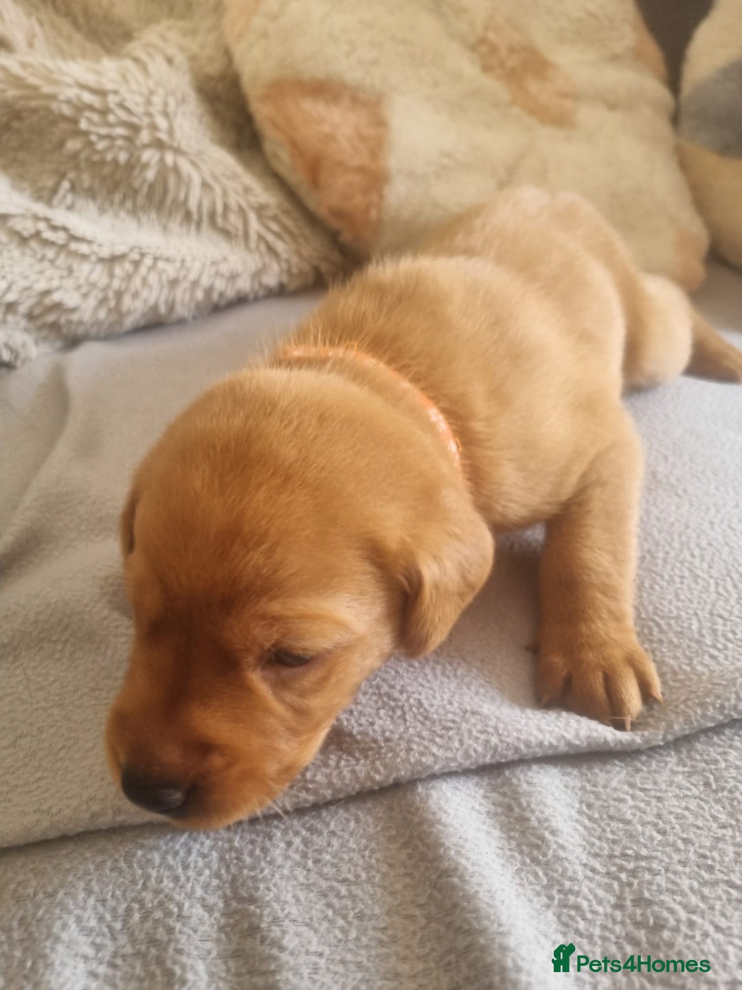Labrador Retriever dogs for sale: ONLY 1 BOY LEFT Fox Red Labrador Retriever Puppies - Image 9