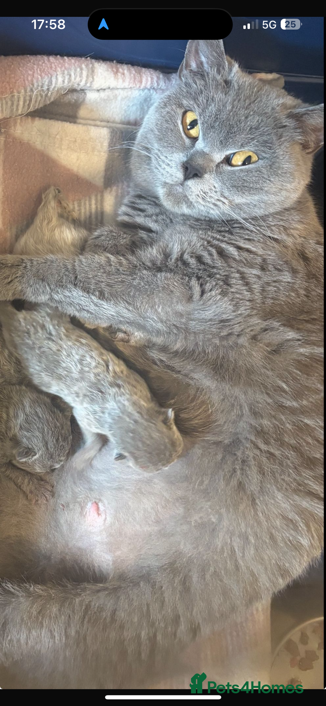 British Shorthair cats for sale: Beautiful BSH Kitten 1 Female remaining. GCCF  - Image 4