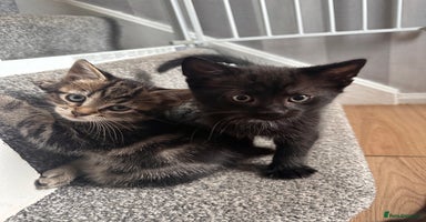 Mixed Breed cats 4 Sweet Healthy Kittens Ready for Loving New Homes - Advert 12