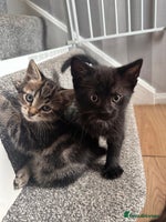 Mixed Breed cats Black Female + Brown Tabby Male Available 🐾 - Advert 3