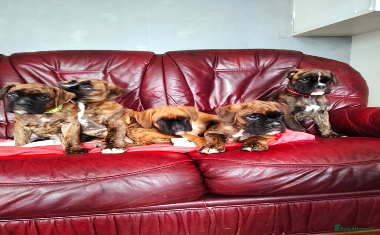 Boxer dogs - Advert 1