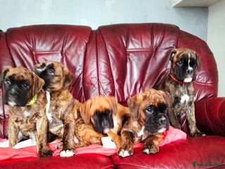 Boxer dogs - Advert 3