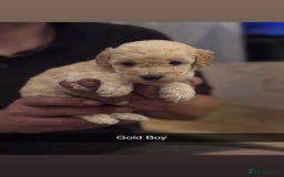 Cockapoo dogs for sale: Cockapoo Puppies F1 - Image 6