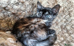 Bengal cats for sale: Bengal X Kittens High % Wild Asian Leopard Cat.  - Image 26