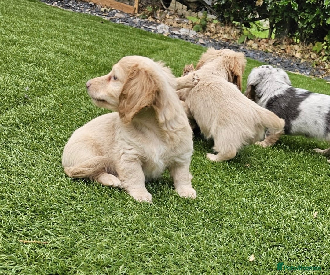 Miniature Dachshund dogs for sale: KC Long Haired Cream Carriers Miniature Dachshunds - Image 6