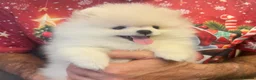 Pomeranian dogs for sale: 2 Beautiful Pomeranian Boys  - Advert 14