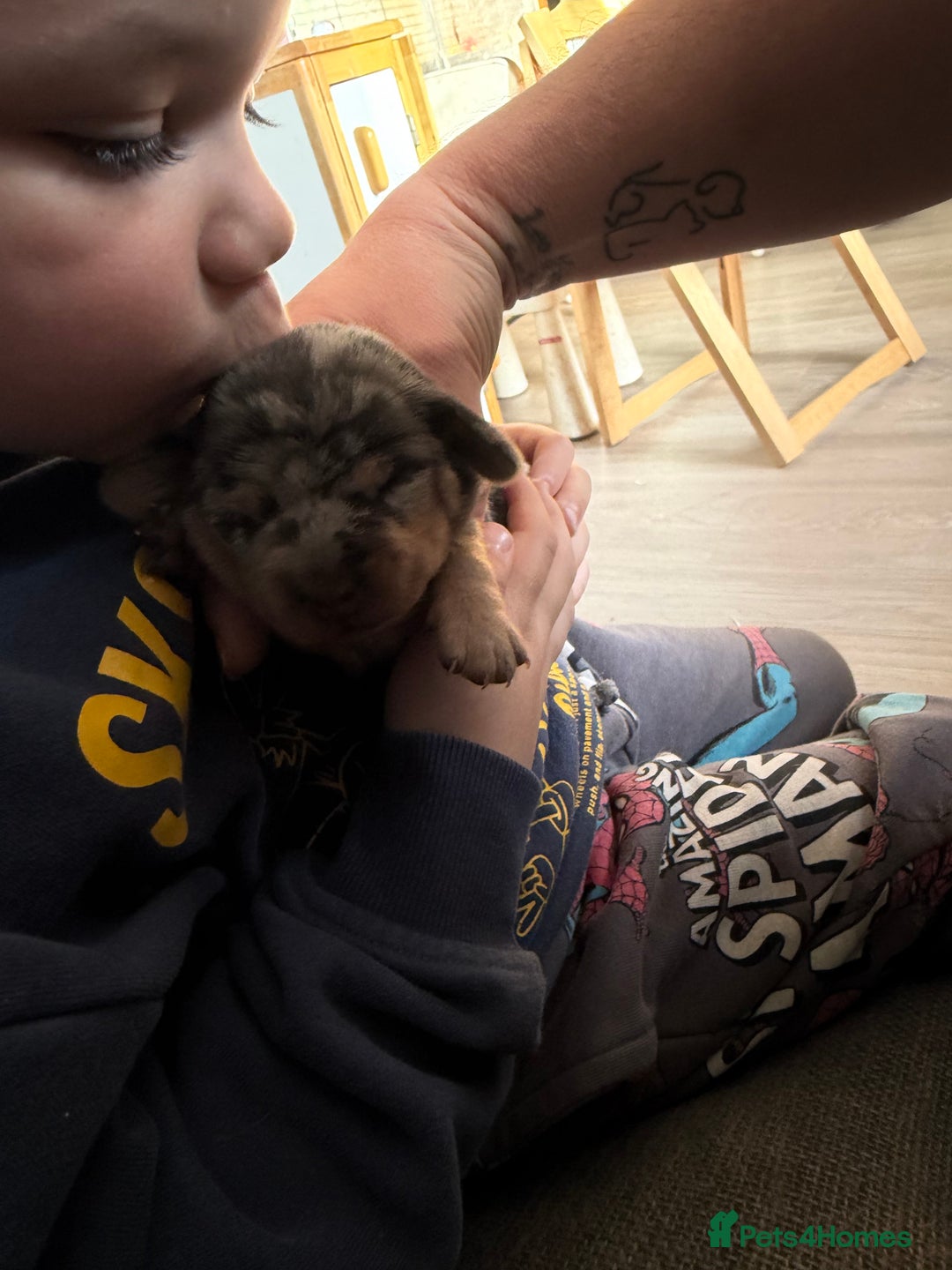 Dachshund dogs for sale: 2 beautiful girls - Image 5