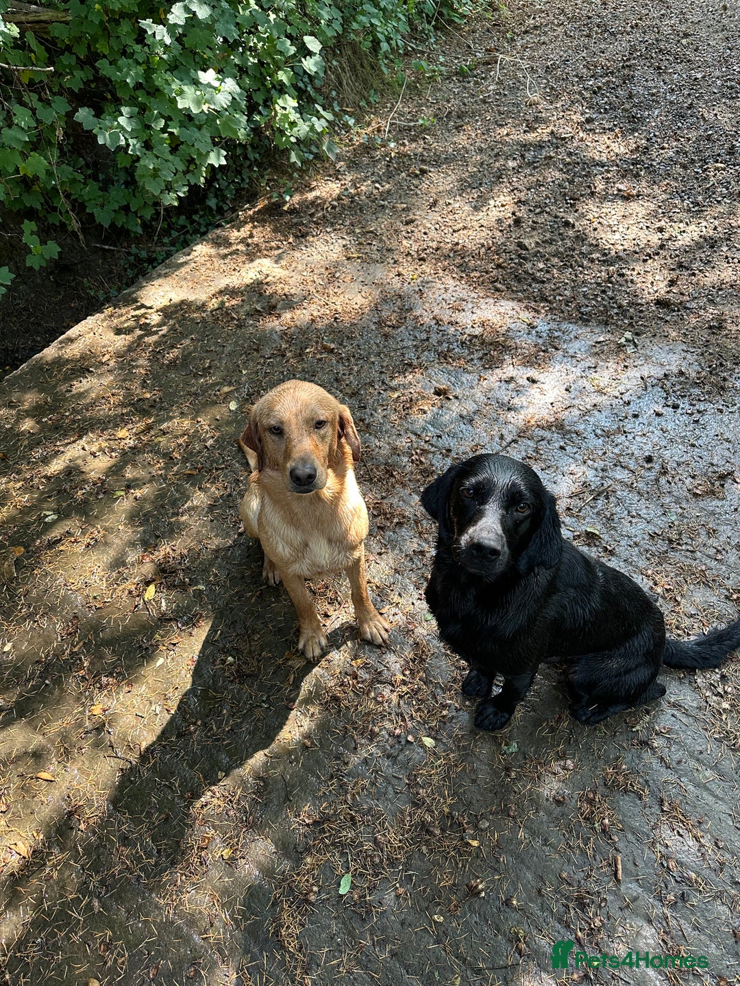 Labrador Retriever dogs for sale: Black Labrador Dog for sale  - Image 1